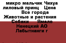 микро мальчик Чихуа лиловый принц › Цена ­ 90 - Все города Животные и растения » Собаки   . Ямало-Ненецкий АО,Лабытнанги г.